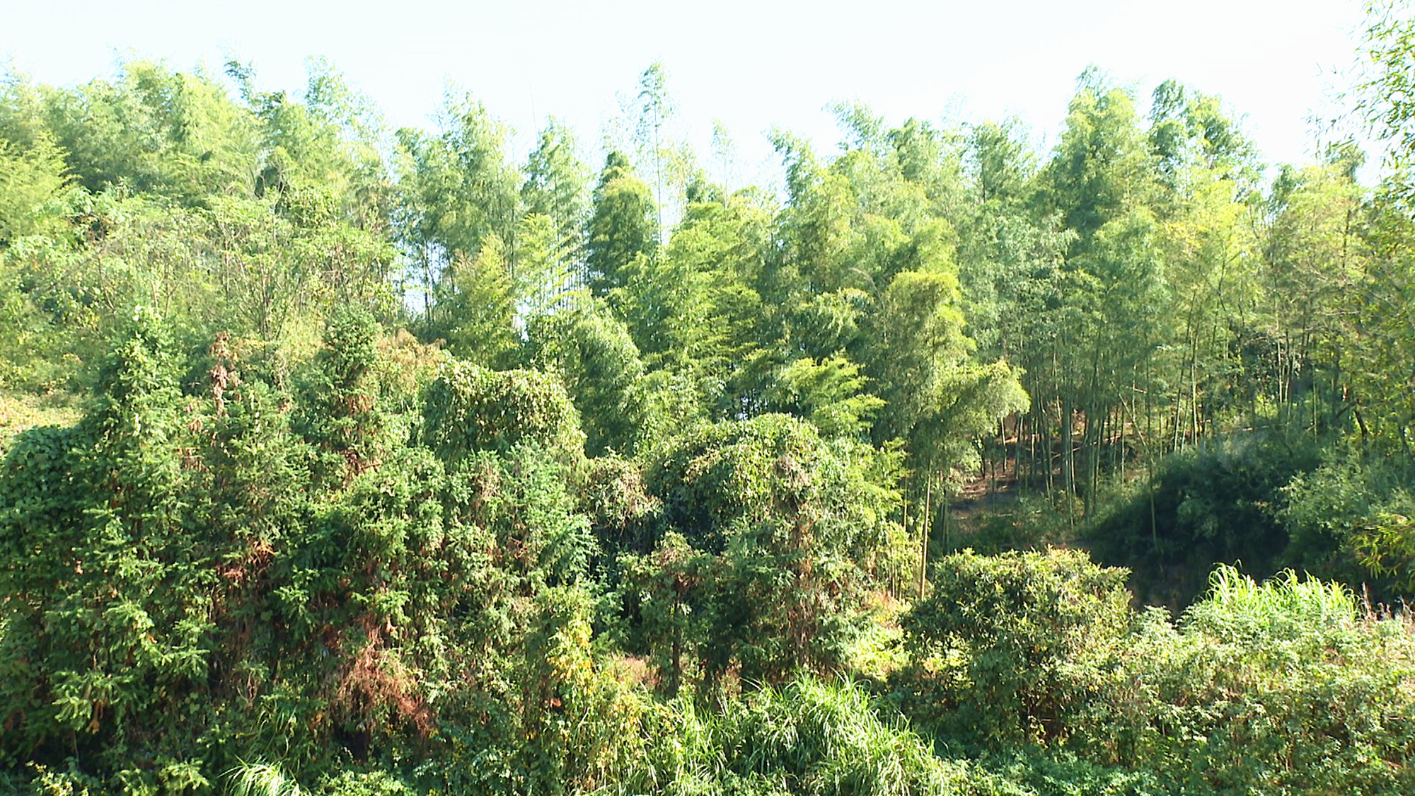 聂市林长制008_副本.jpg